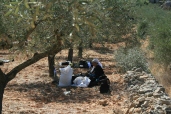 palestine-olive-picking-and-settlements-033.jpg